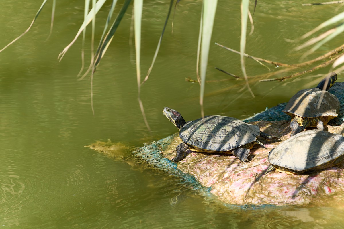 Reptiles - ML646605362