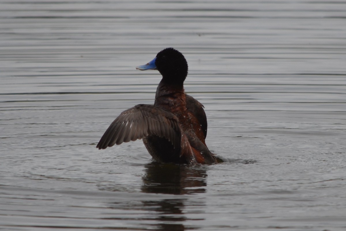 Blue-billed Duck - ML646605365