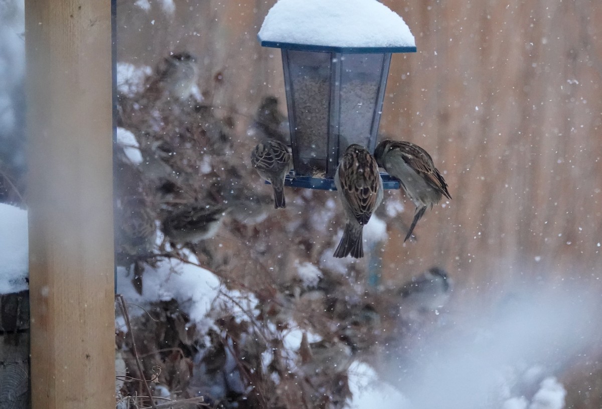 Haussperling - ML646605367