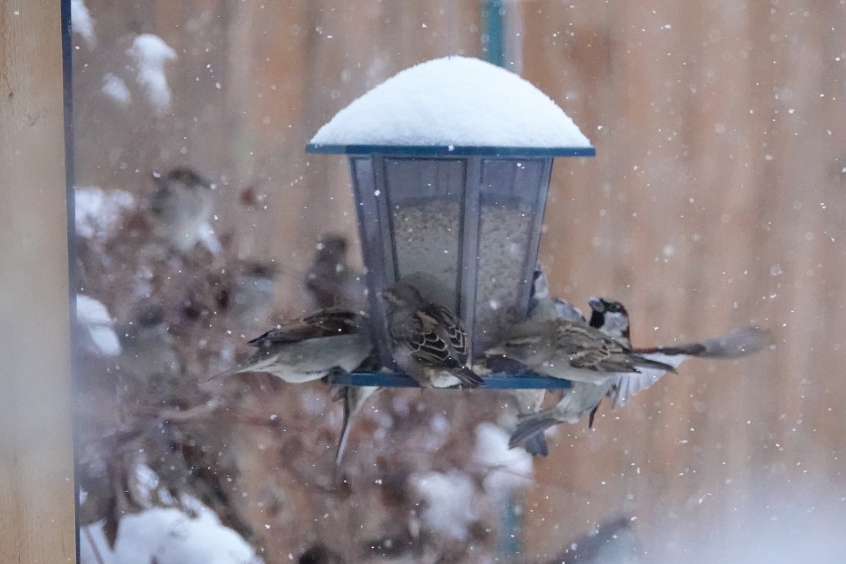 Haussperling - ML646605368