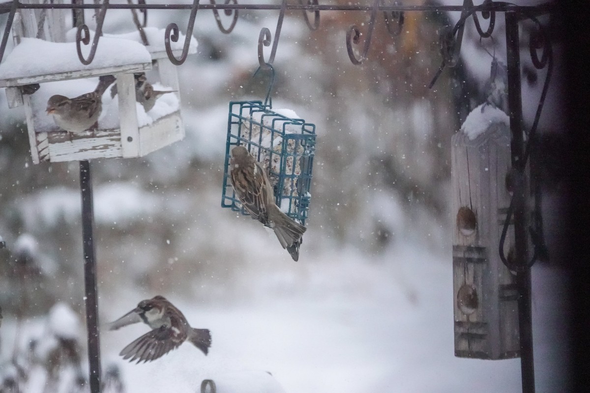 Haussperling - ML646605369