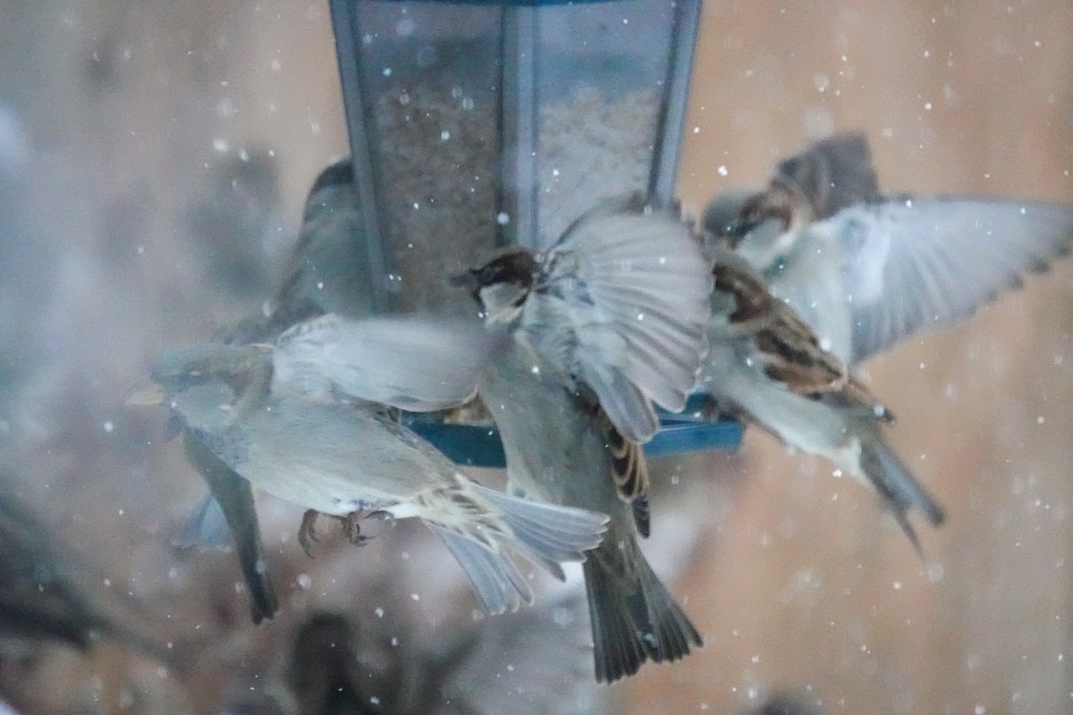 Haussperling - ML646605370