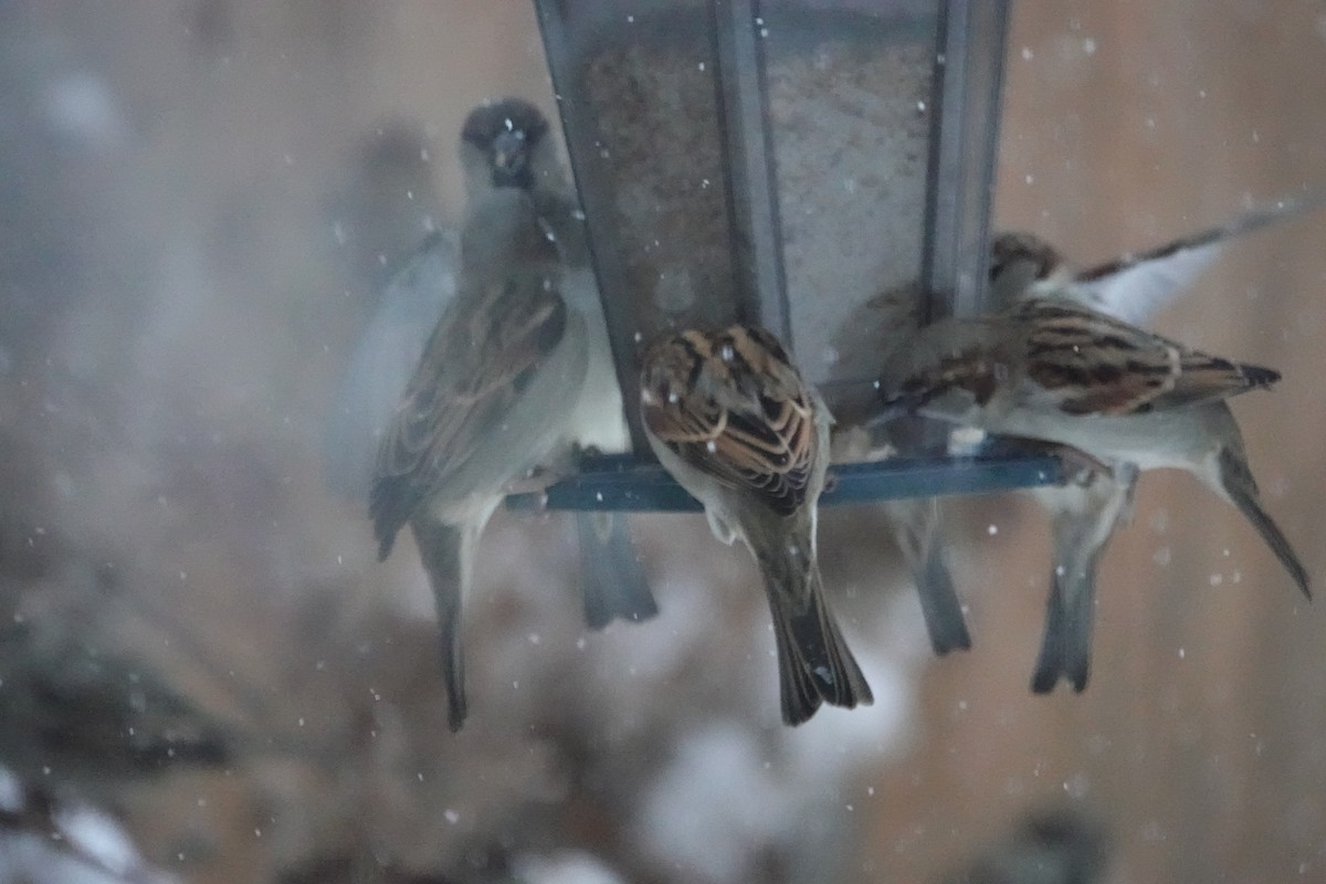 Haussperling - ML646605371