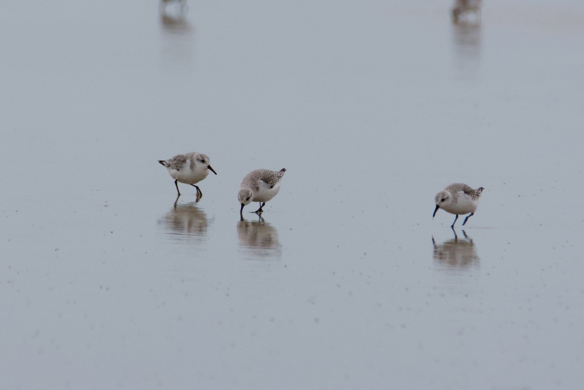 Гурвалж элсэг - ML646605372