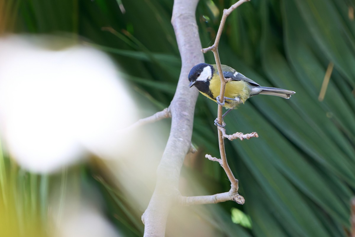 Great Tit (Great) - ML646605373
