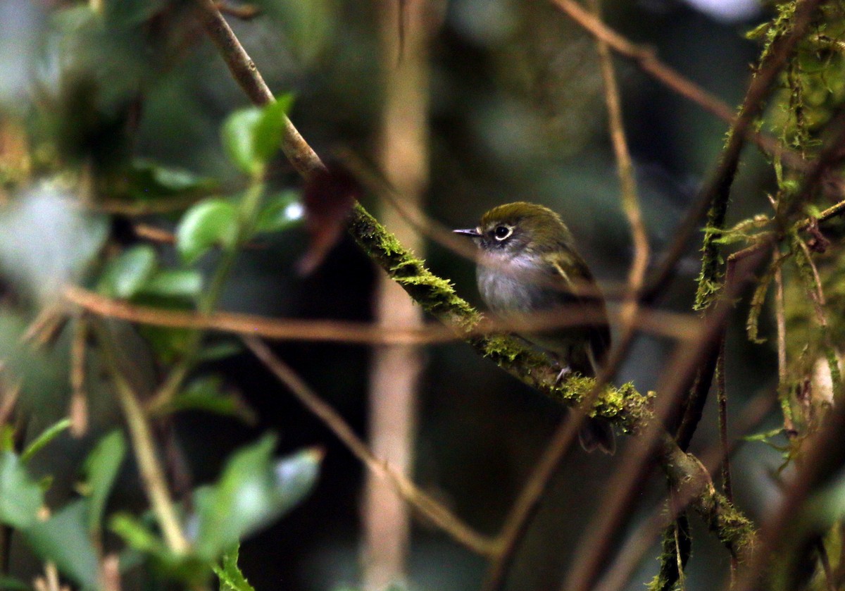 シロハラコバシハエトリ - ML646605374