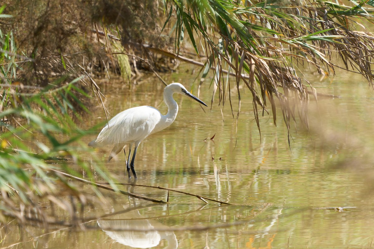 Little Egret - ML646605375