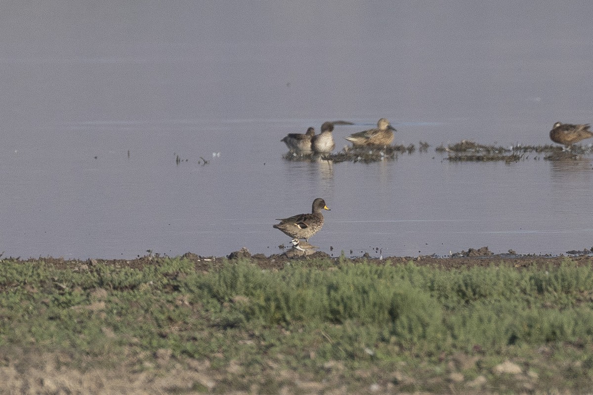 Collared Plover - ML646605380