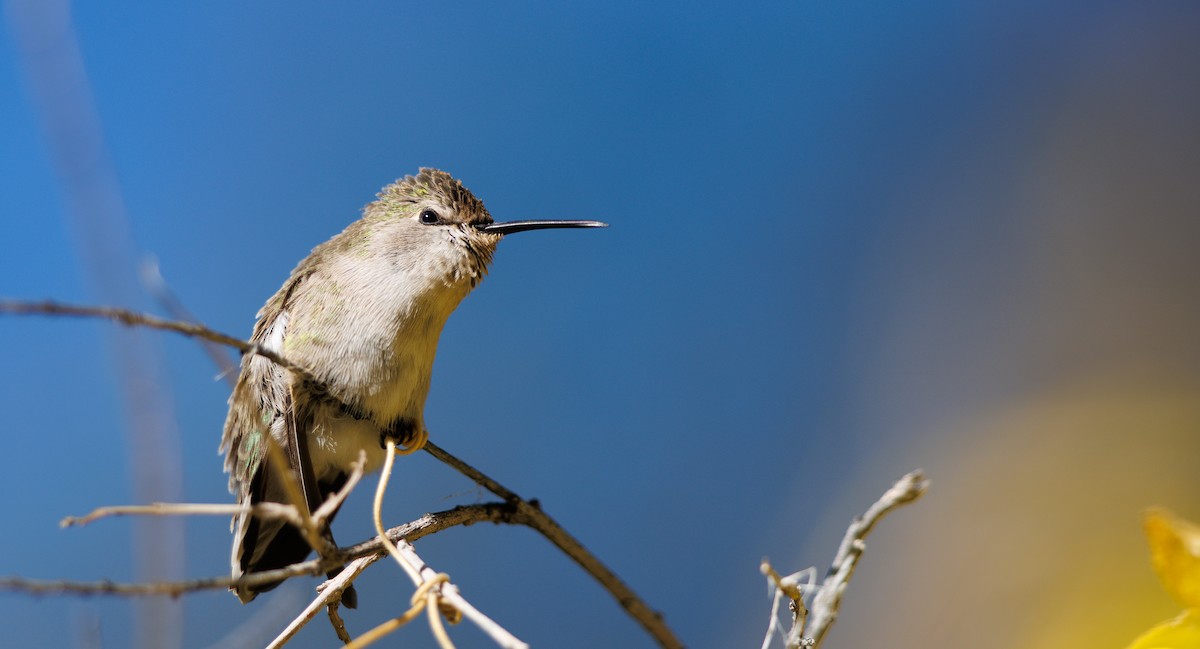 Costa's Hummingbird - ML646605381