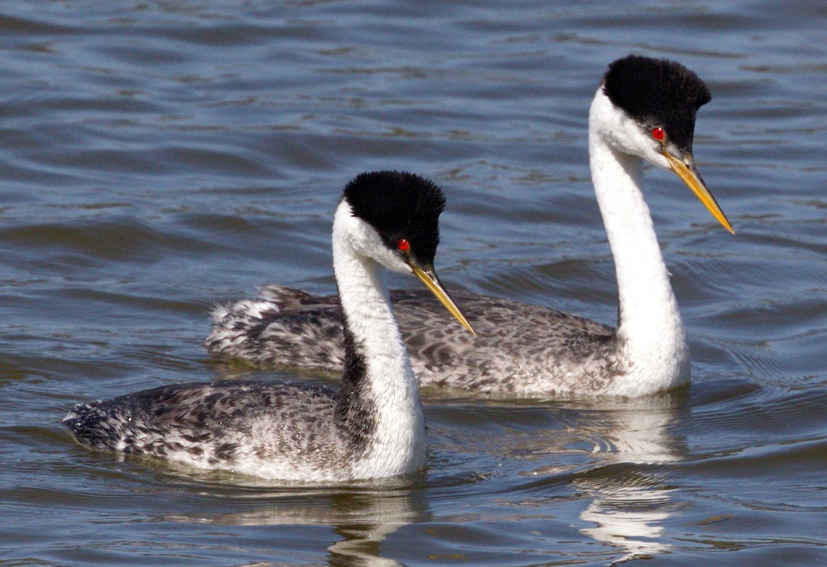 Western Grebe - ML646605382