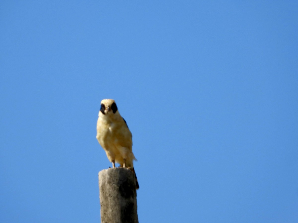 sokolec volavý - ML646605383