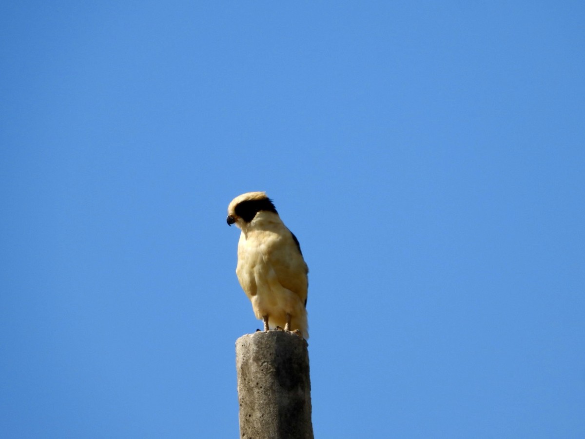 sokolec volavý - ML646605384