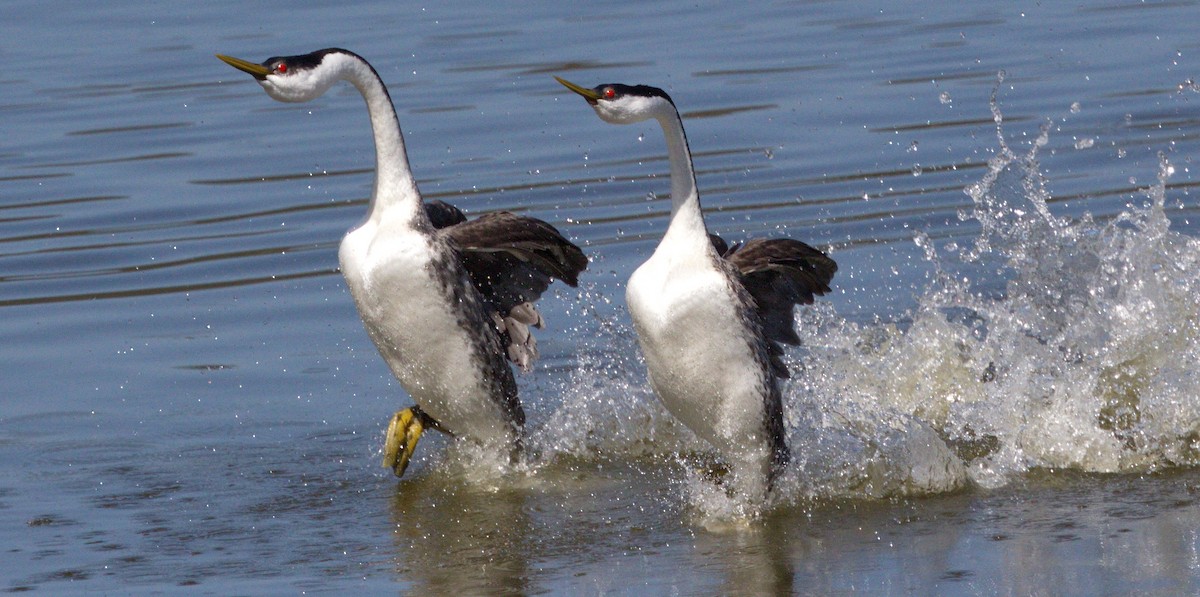Western Grebe - ML646605385