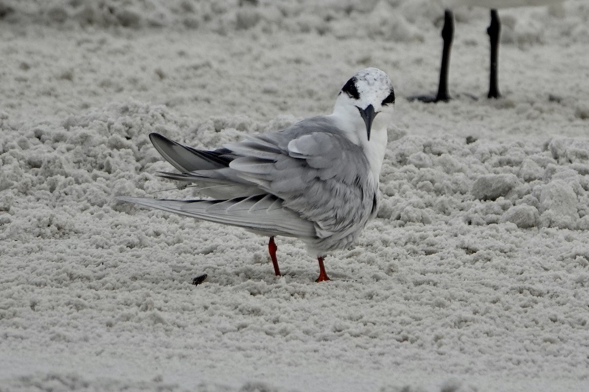 Forster's Tern - ML646605389