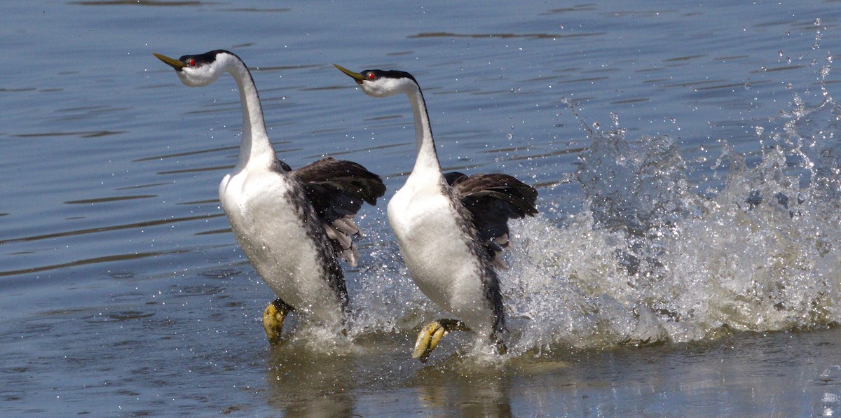 Western Grebe - ML646605392