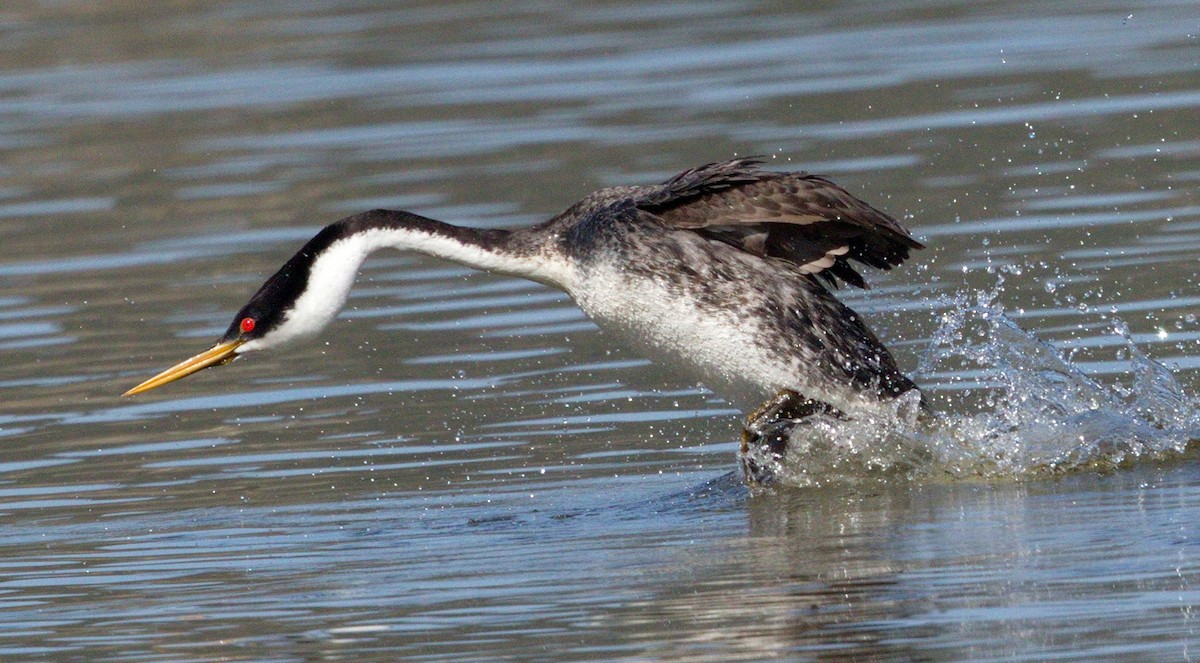 Western Grebe - ML646605393