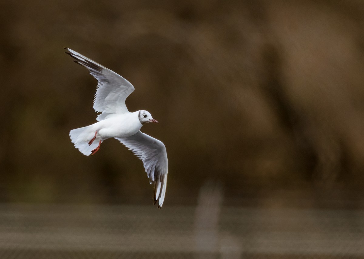 Lachmöwe - ML646605394