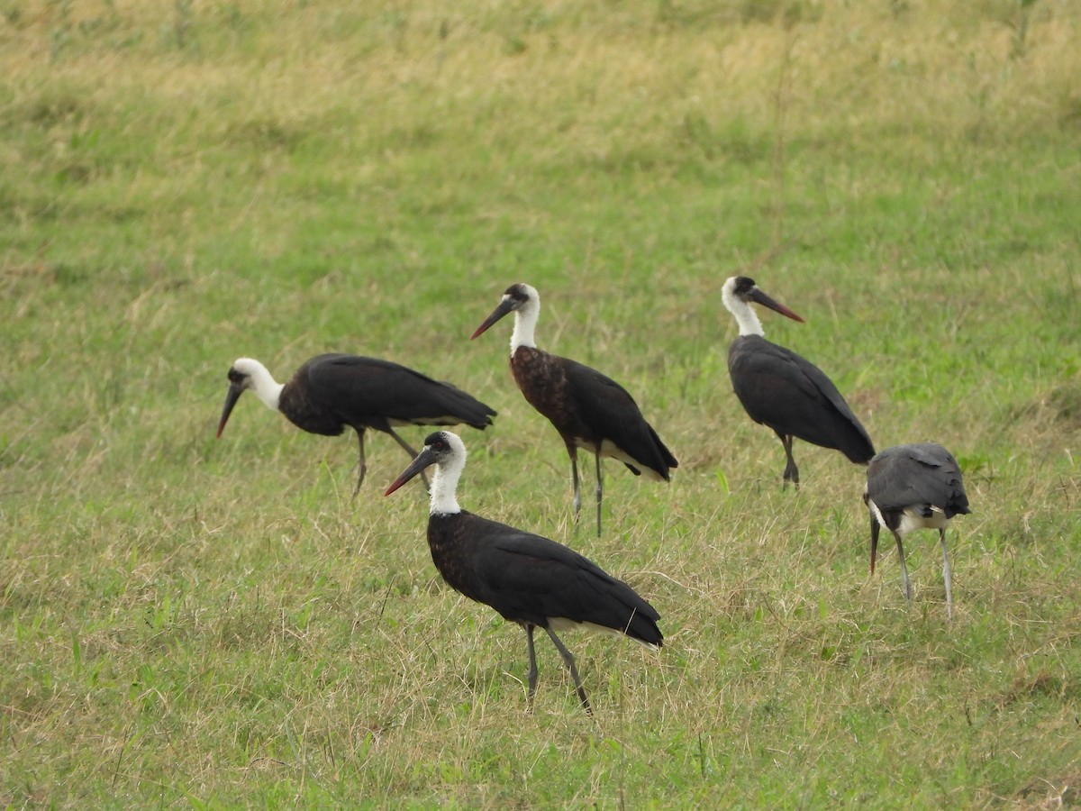 African Woolly-necked Stork - ML646605395