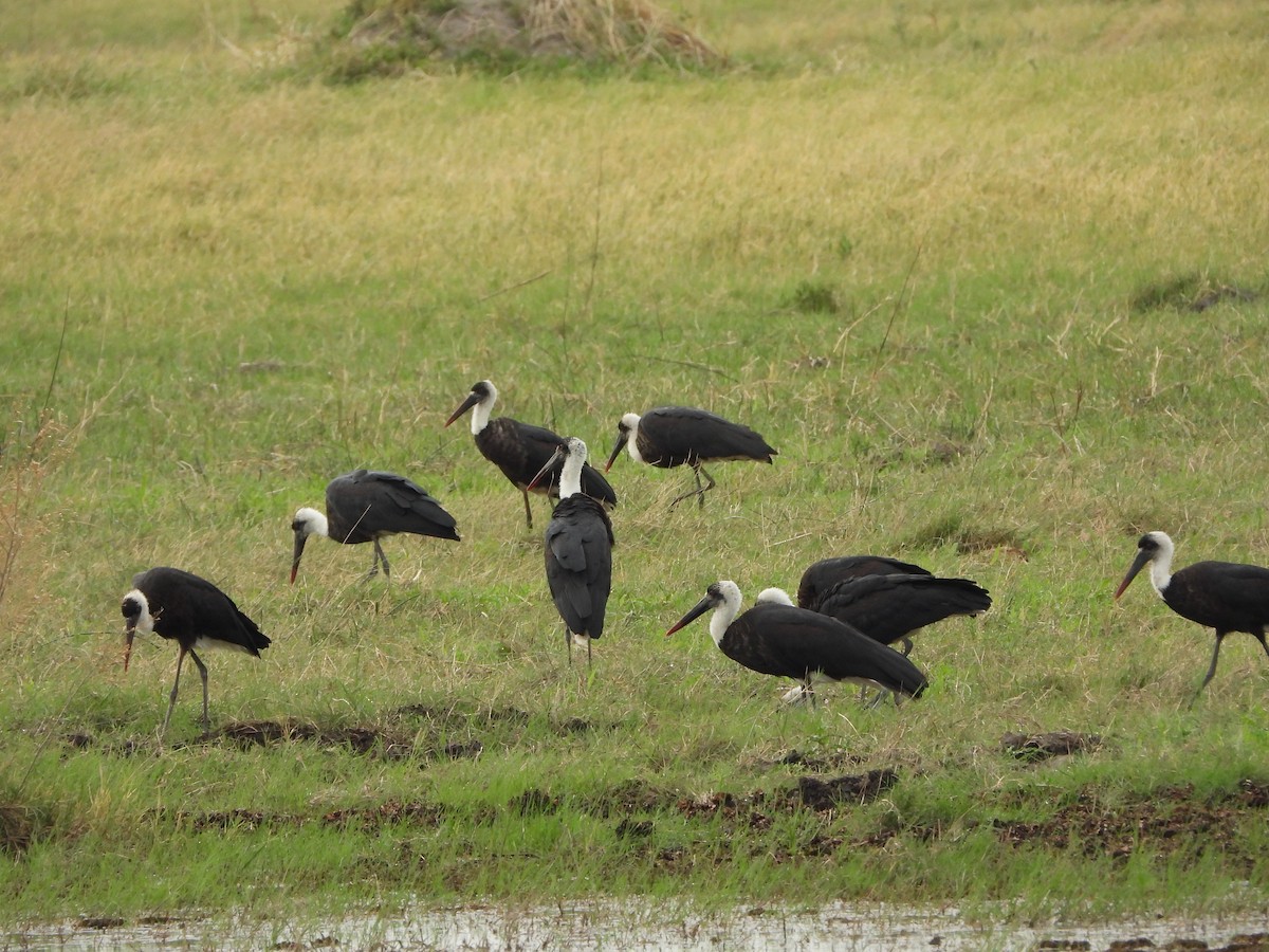 African Woolly-necked Stork - ML646605396