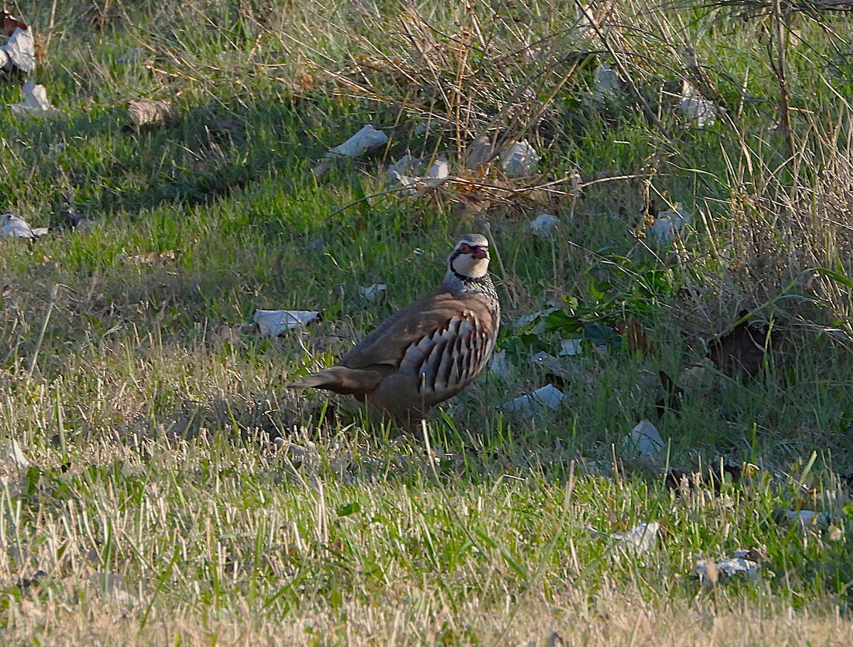 Perdiz Roja - ML646605397