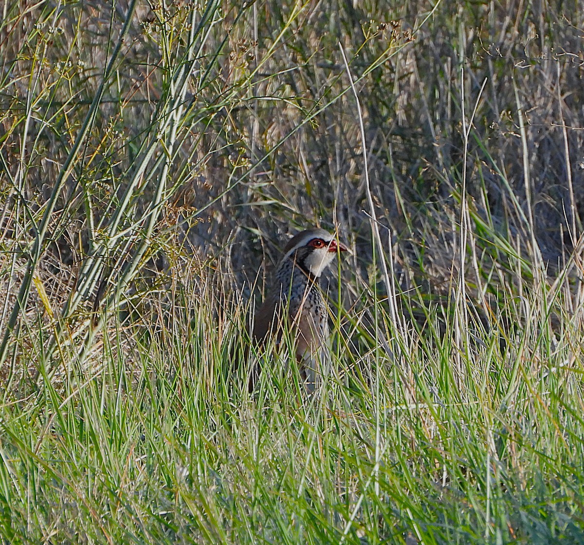 Perdiz Roja - ML646605398