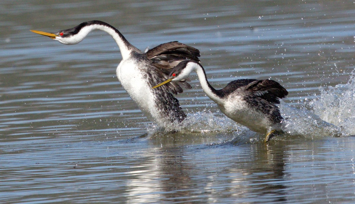 Western Grebe - ML646605399