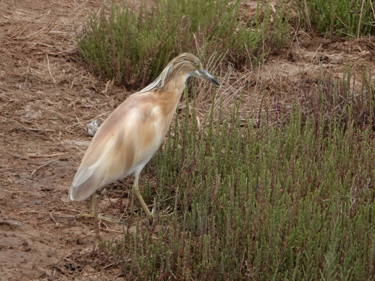 volavka vlasatá - ML646605402