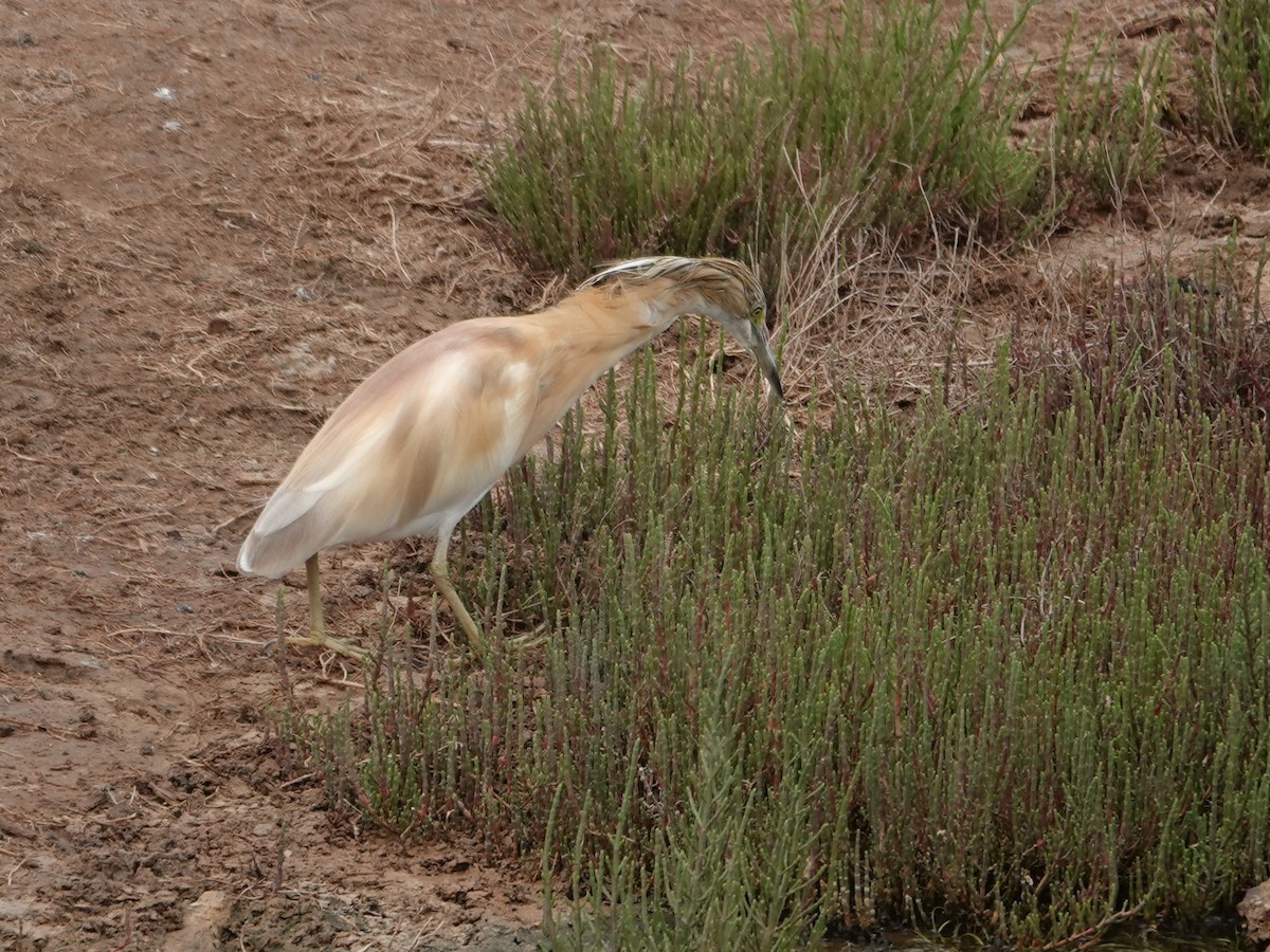 volavka vlasatá - ML646605403