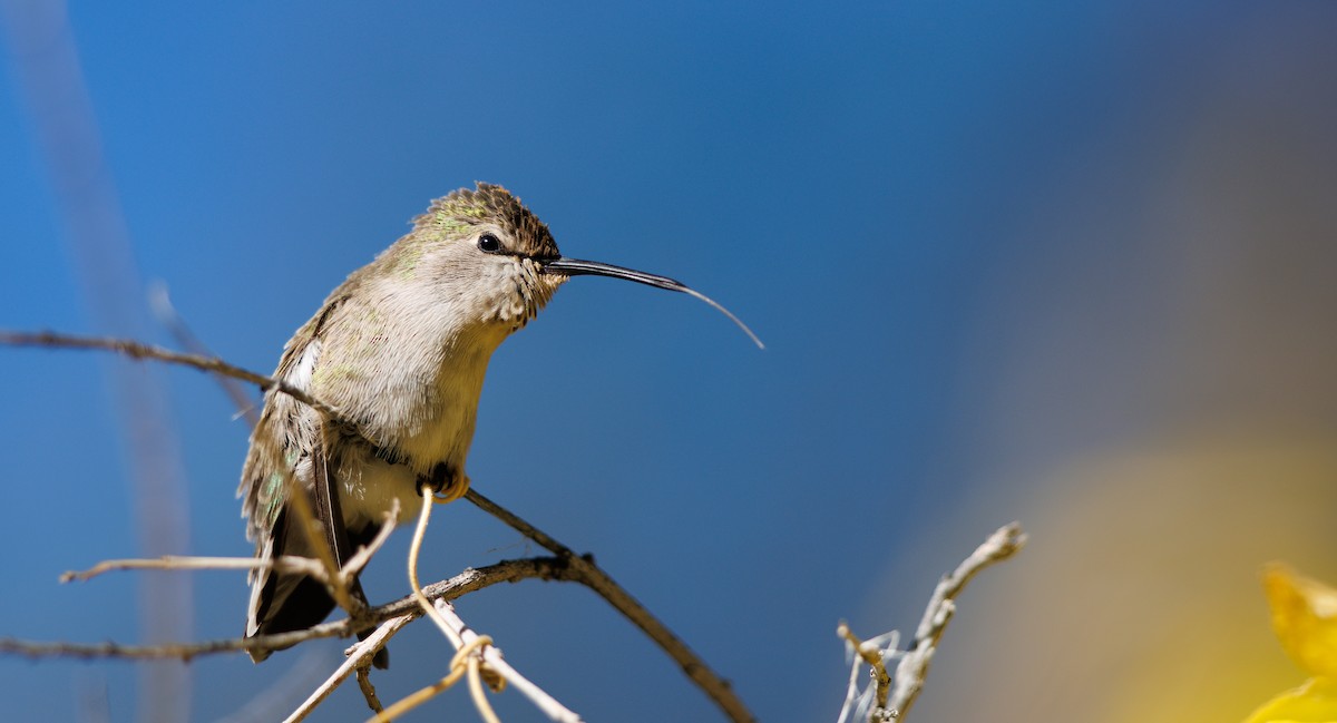Costa's Hummingbird - ML646605405