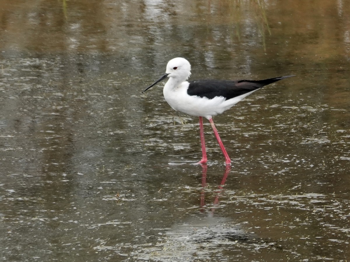 Black-winged Stilt - ML646605408