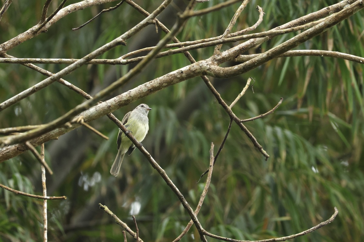 Yellow-bellied Elaenia - ML646605410
