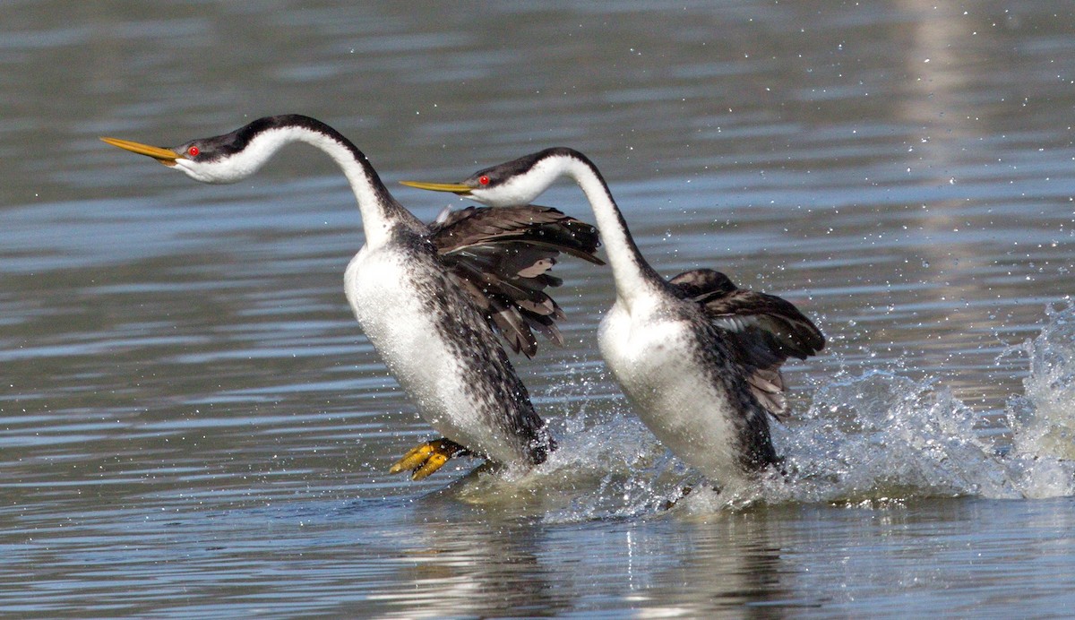 Western Grebe - ML646605412
