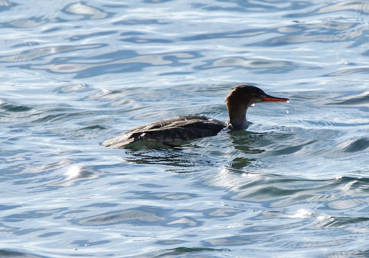 ウミアイサ - ML646605413