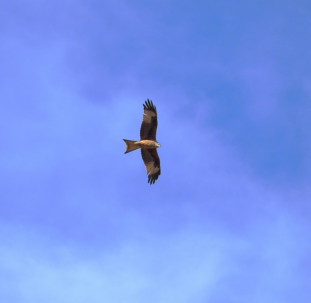 Milano Real - ML646605414