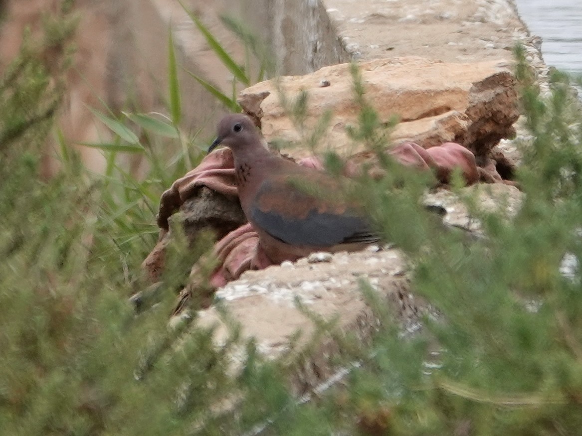 hrdlička senegalská - ML646605415