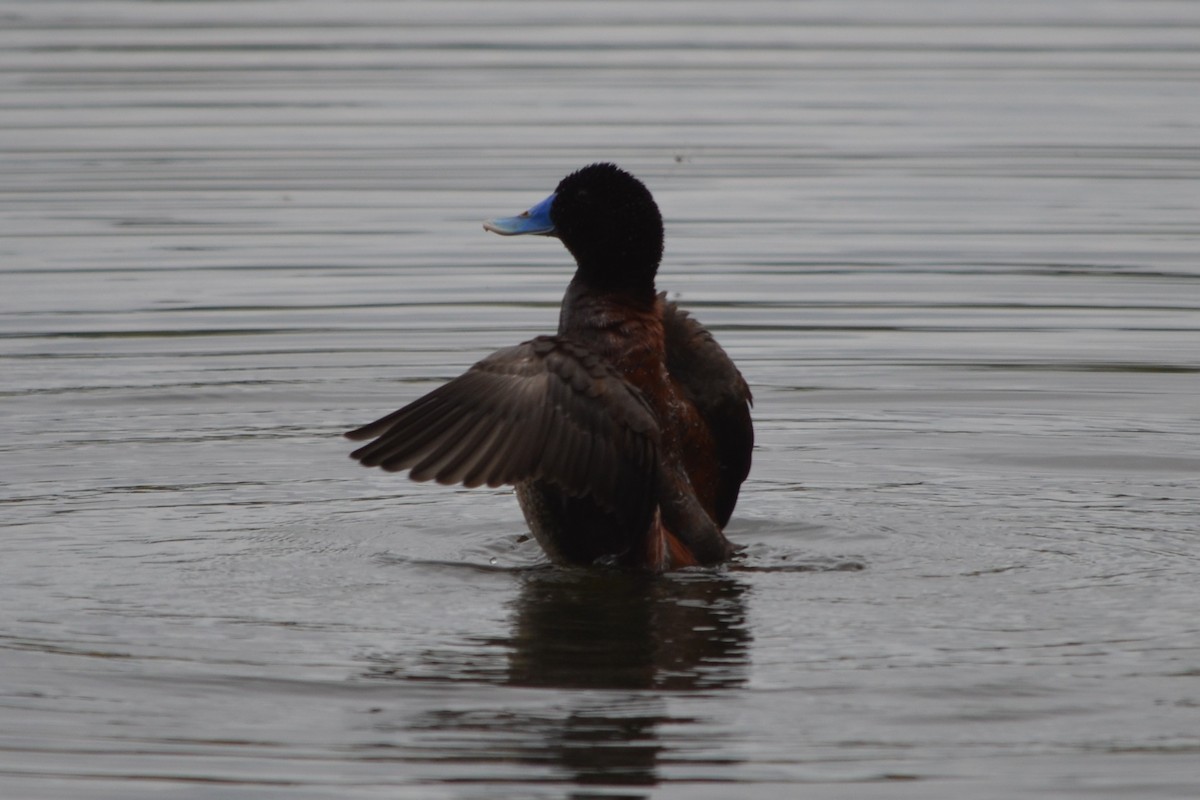 Blue-billed Duck - ML646605417