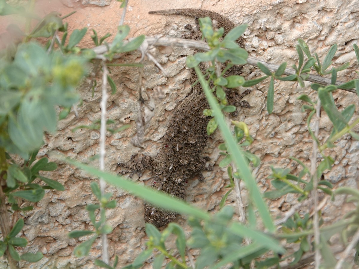 Moorish Gecko - ML646605419