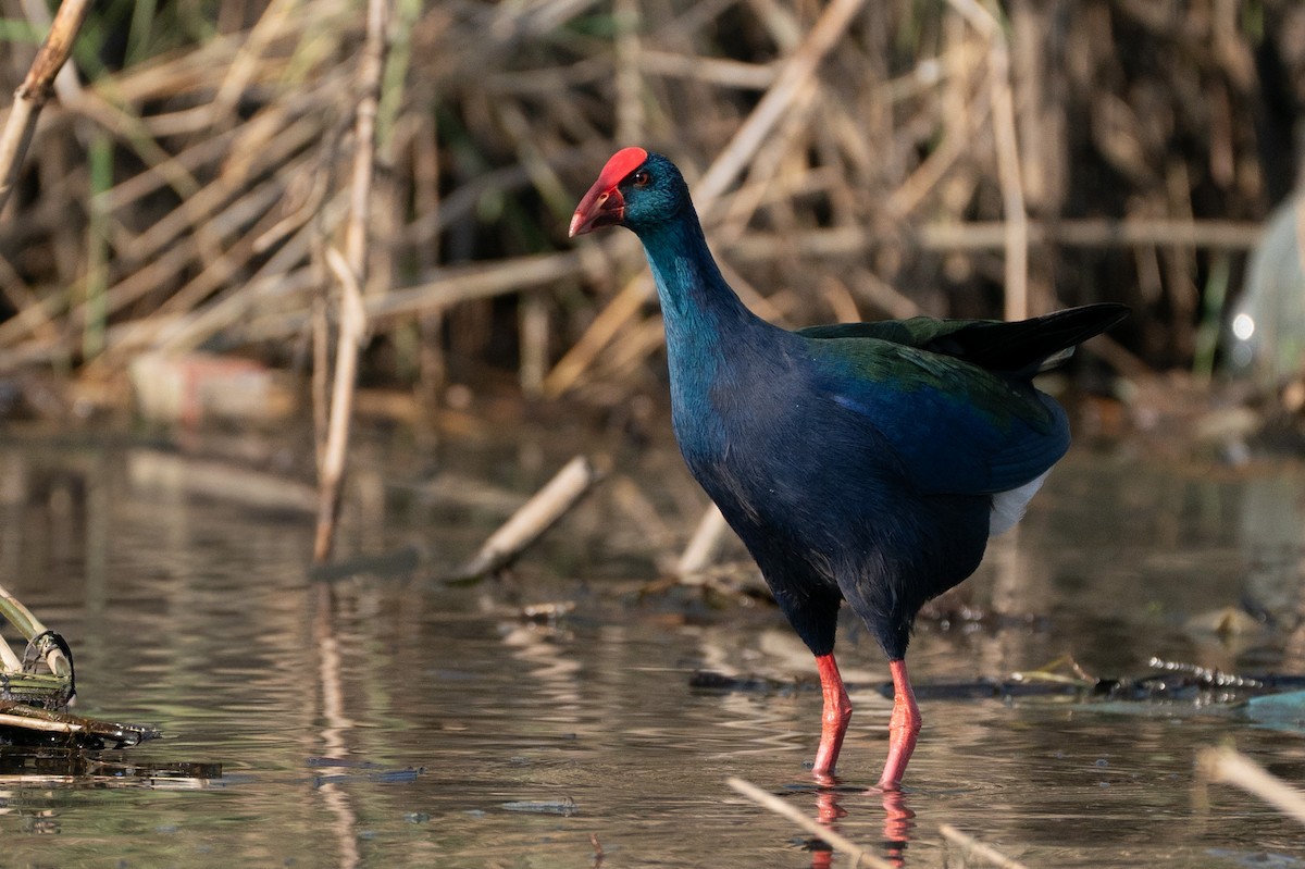 African Swamphen - ML646605420