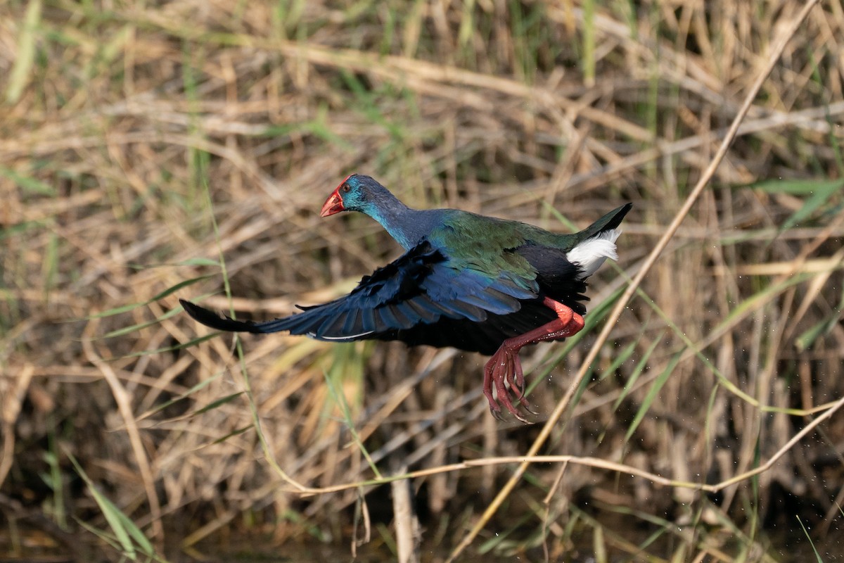 African Swamphen - ML646605421