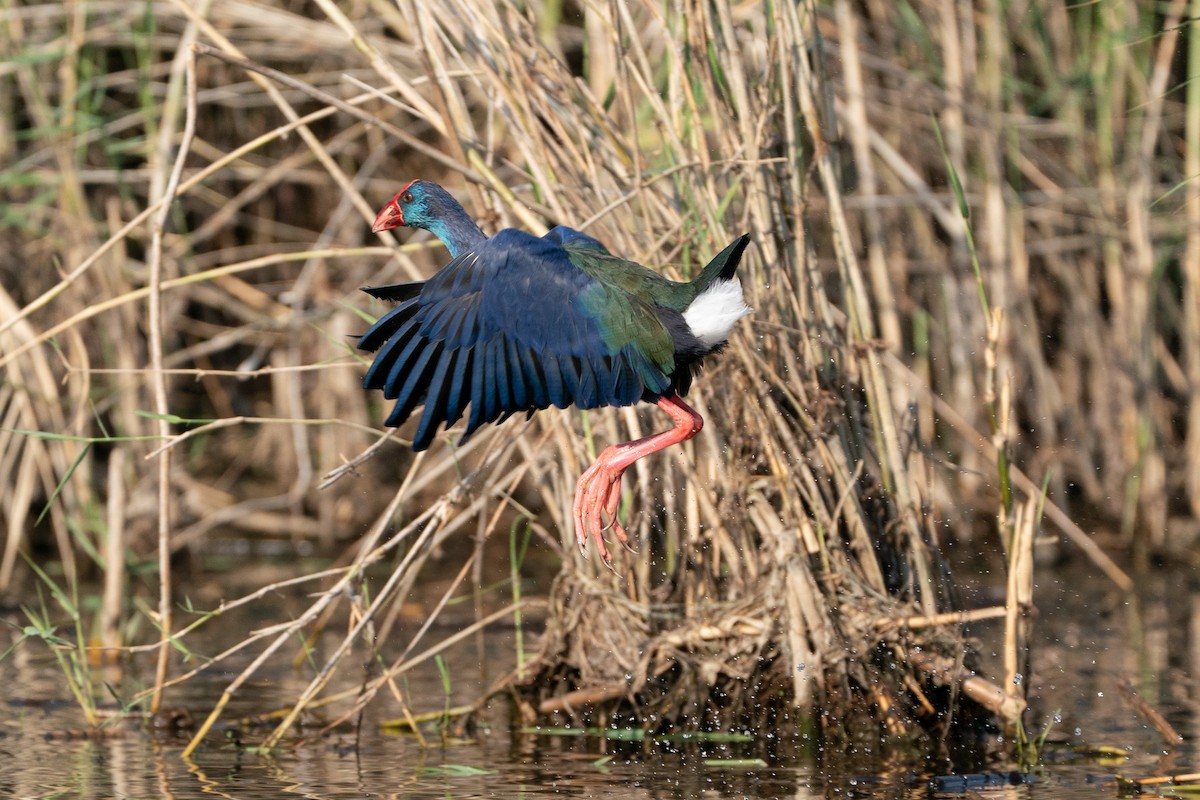 African Swamphen - ML646605422