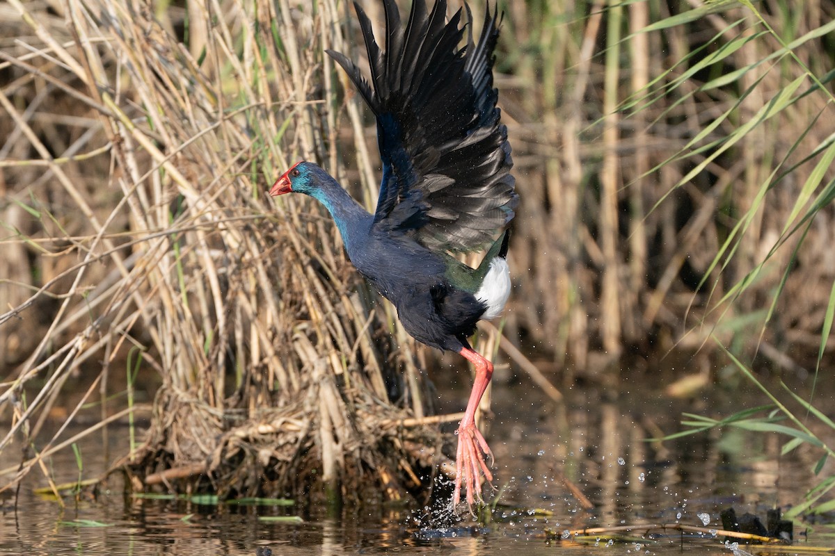 African Swamphen - ML646605423