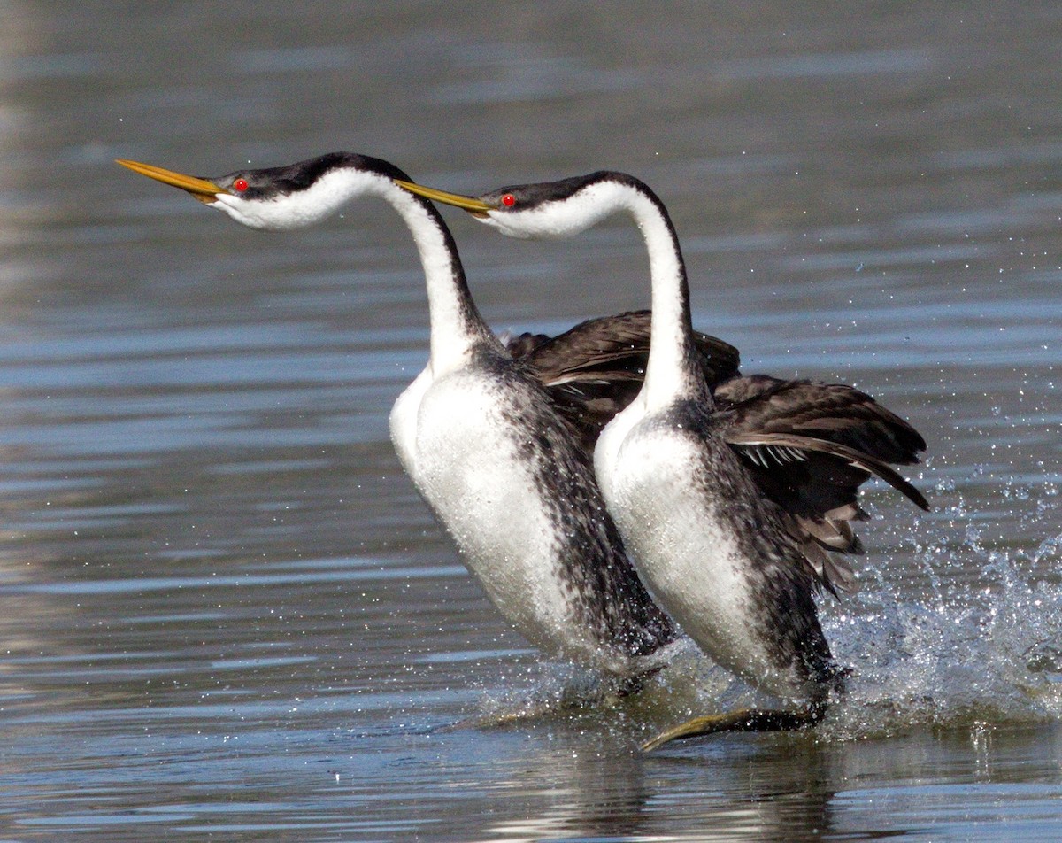 Western Grebe - ML646605424