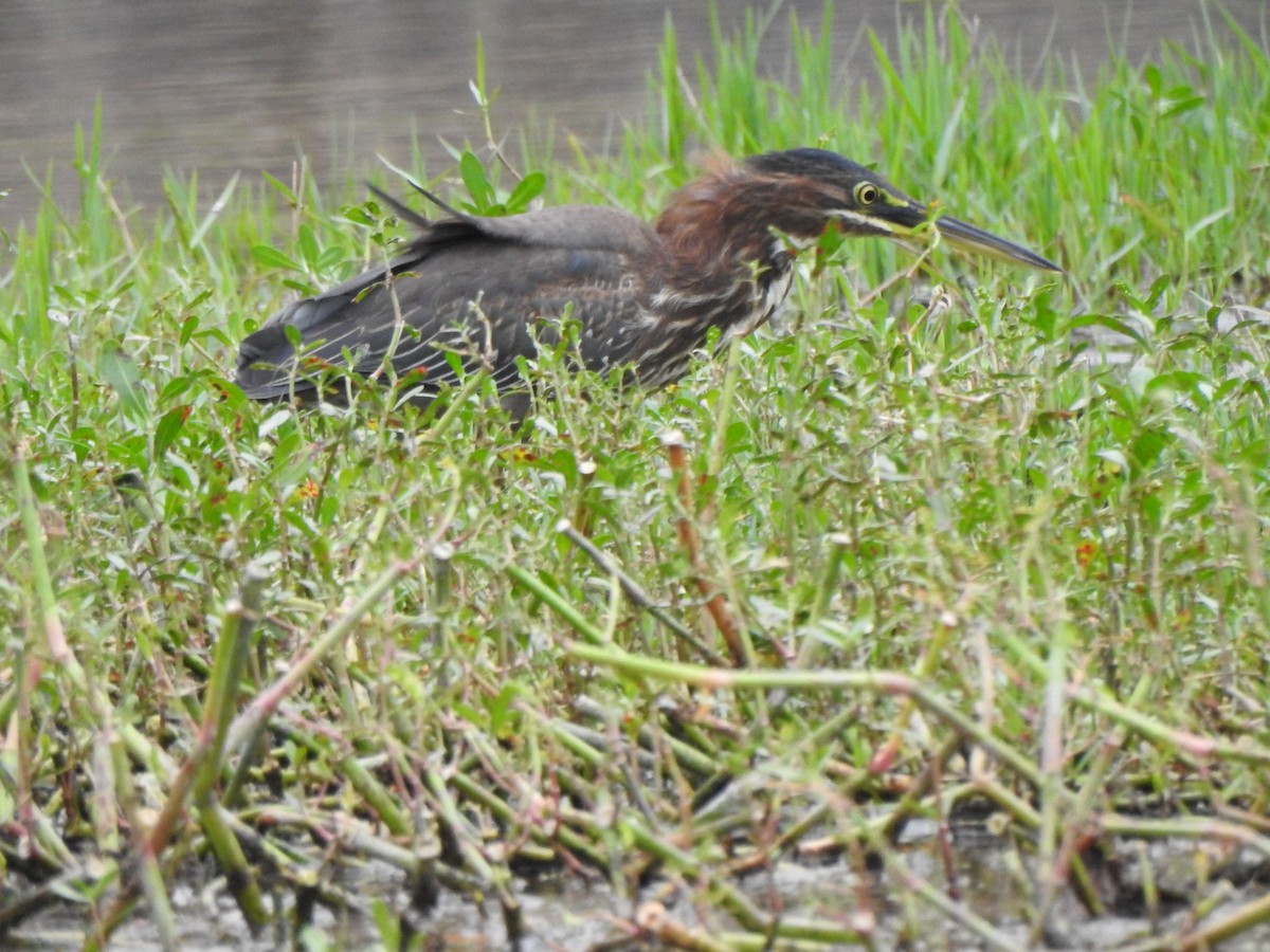 grønnrygghegre - ML646605425