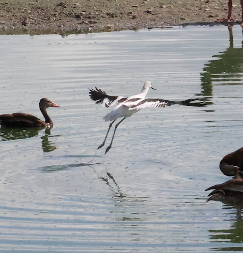 American Avocet - ML646605427