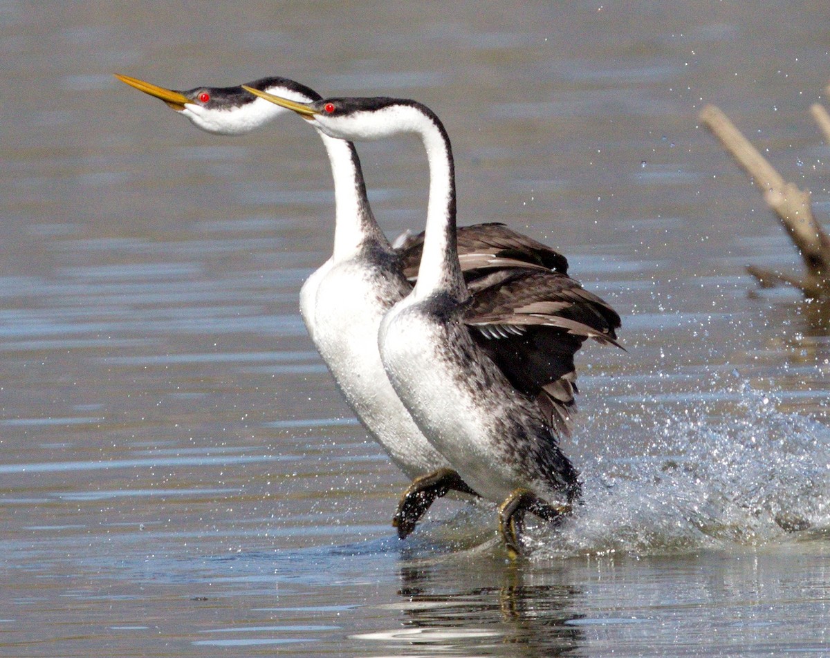 Western Grebe - ML646605428
