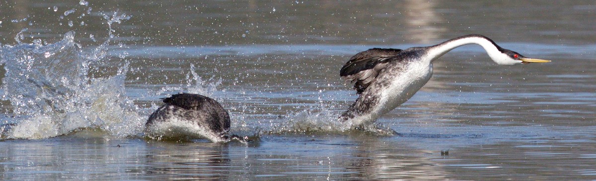 Western Grebe - ML646605430