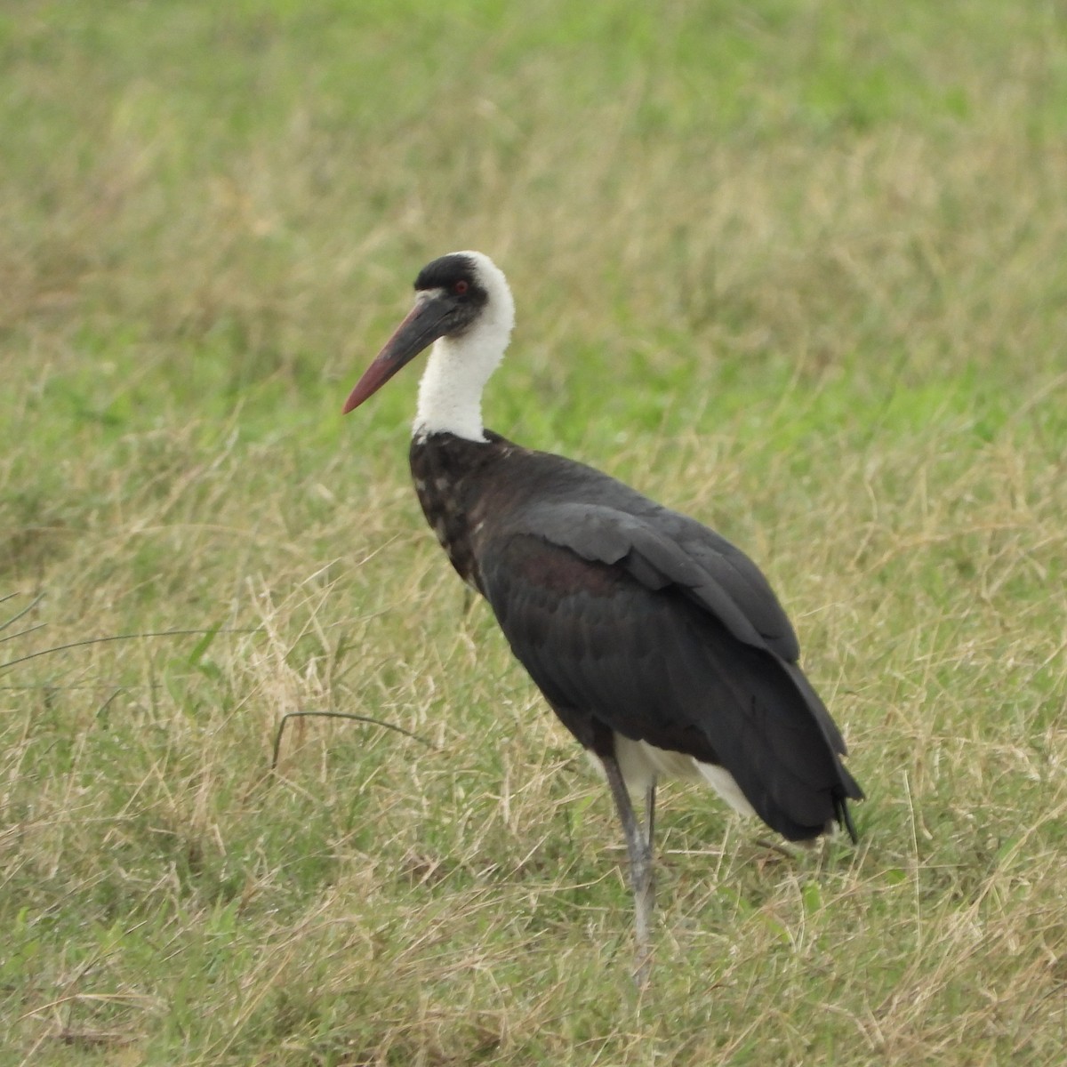 African Woolly-necked Stork - ML646605434