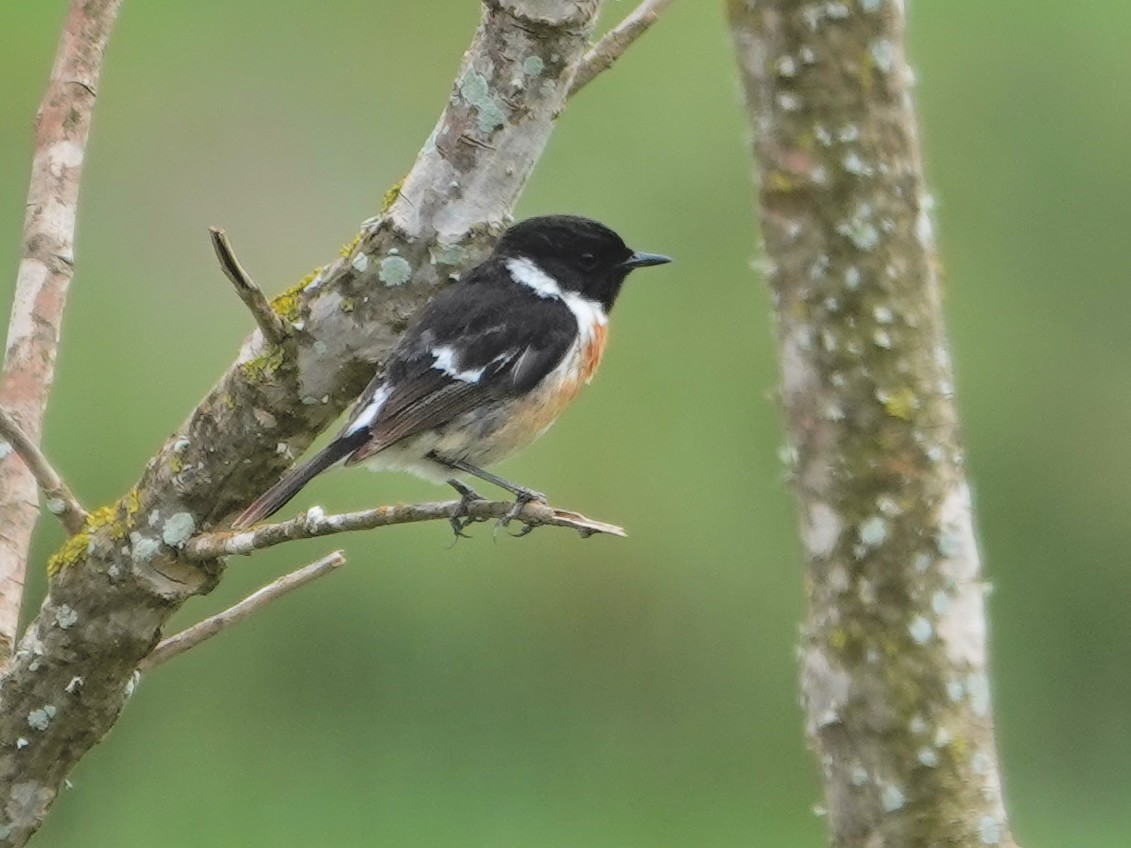 bramborníček černohlavý - ML646605436