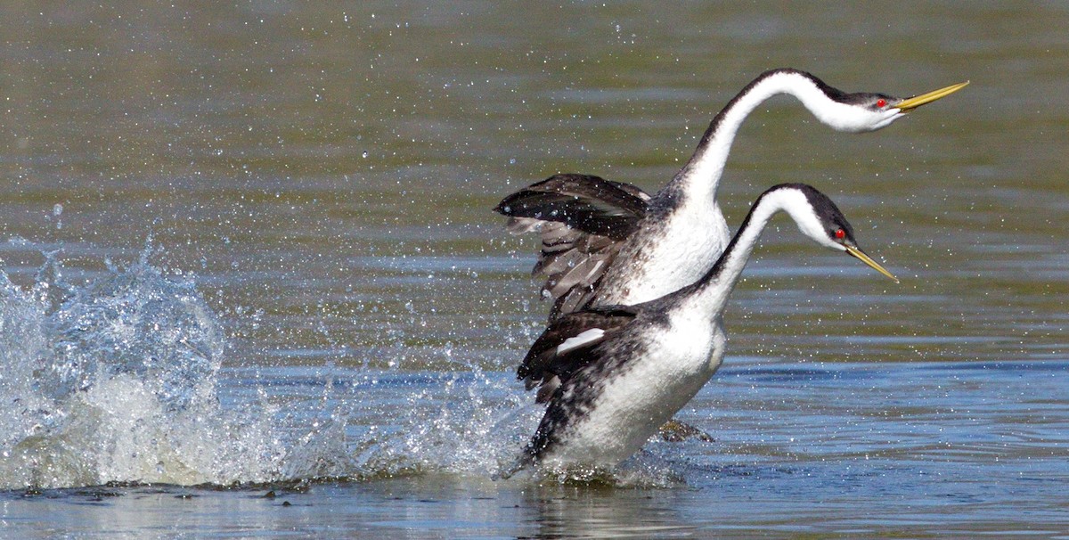 Western Grebe - ML646605437