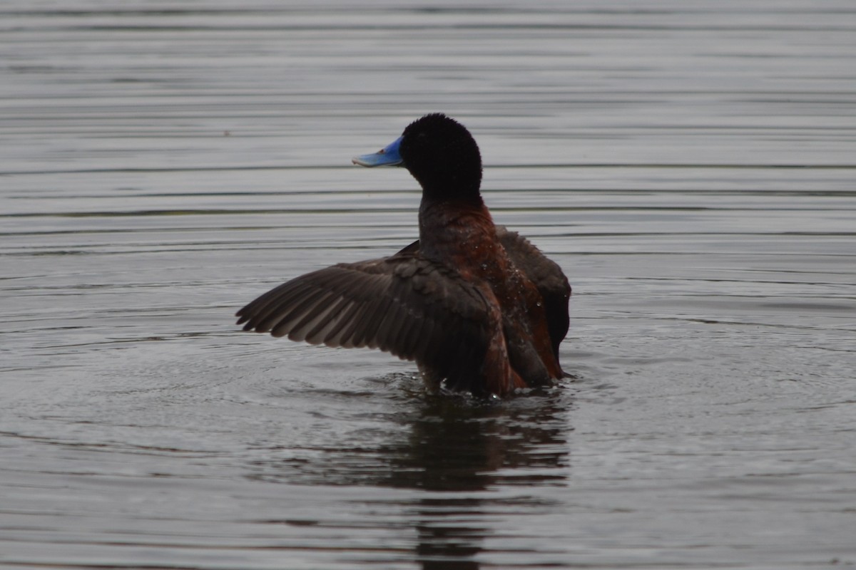Blue-billed Duck - ML646605438
